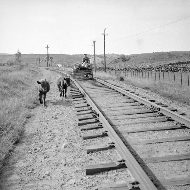 Zwei Kühe auf den Eisenbahnschienen mit einer Person auf einem Fahrzeug im Vordergrund, umgeben von Gras, einem Zaun, Pfählen, Häusern, Bäumen und dem Himmel.