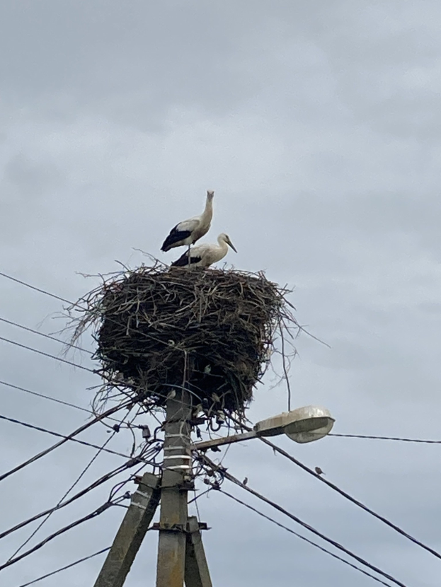 Zwei Weißstörche auf einem Nest auf einem Strommast sitzend, mit einer Straßenlaterne, die die Szene beleuchtet und Drähte, die an dem Mast entlanglaufen.