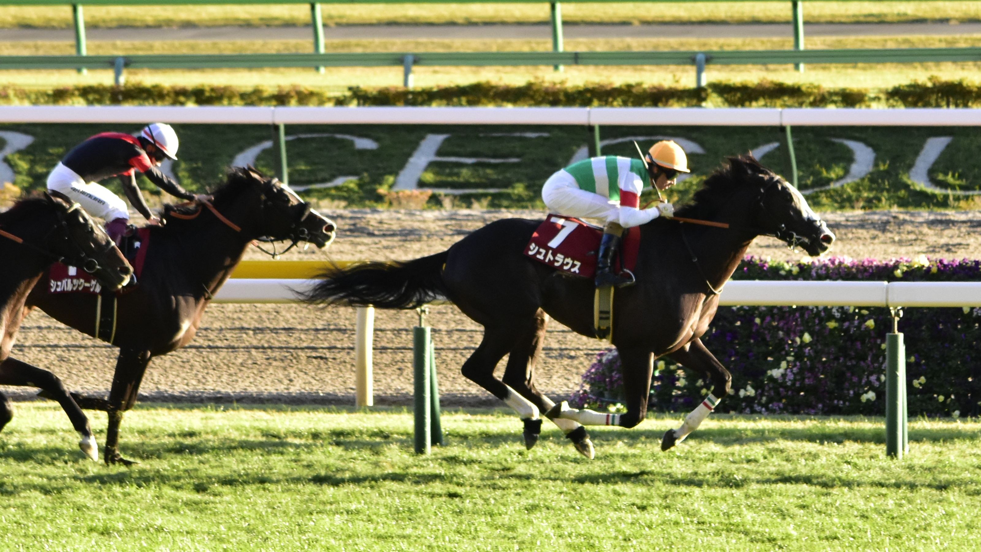 Zwei Jockeys auf Pferden beim Rennen auf einer Bahn, mit Helmen, umgeben von Grün, mit einer Absperrung und einer Tafel im Hintergrund.