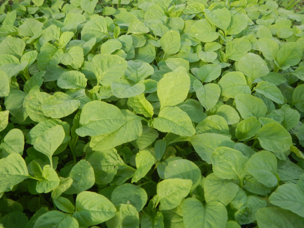 Ein dichtes Feld voller leuchtend grüner Sojabohnenpflanzen unter einem klaren blauen Himmel.
