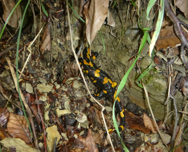 Europ├Ąischer Feuersalamander auf Waldboden sitzend zwischen trockenen Bl├Ąttern, Zweigen und Pflanzen.