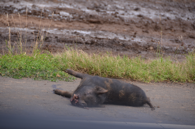Ein Wildschwein liegt am Straßenrand, umgeben von Gras und Schlamm.
