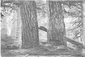 Schwarz-weißes Foto eines Fahrrads, das in einem Rotbuchenwald mit hohen Bäumen und Sonnenstrahlen, die durch die Zweige scheinen, geparkt ist.