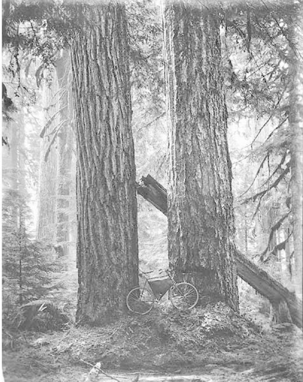 Schwarz-weißes Foto eines Fahrrads, das in einem Rotbuchenwald mit hohen Bäumen und Sonnenstrahlen, die durch die Zweige scheinen, geparkt ist.