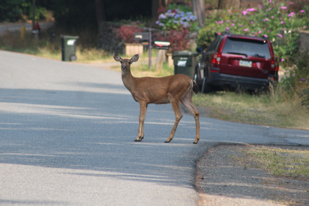 Ein Hirsch überquert eine Straße vor einem Haus, mit einem geparkten Auto auf der rechten Seite und Bäumen, Pflanzen, Blumen und Mülltonnen im Hintergrund.