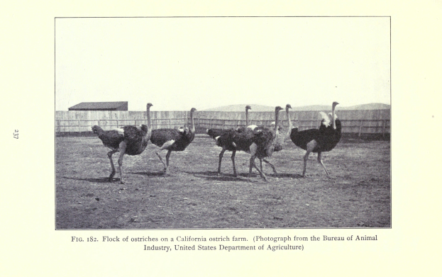 Eine Herde von Straußen auf einer kalifornischen Straußenfarm, mit einem Zaun, einem Haus und dem Himmel im Hintergrund und Text unten.