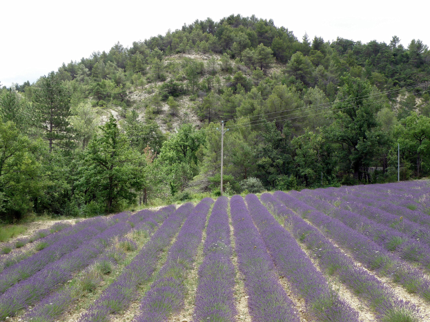 Ein vibrierendes Lavendelfeld in der Provence, Frankreich, mit lila Blumen in voller Blüte, grünen Bäumen und Pfählen mit Drähten unter einem klaren blauen Himmel.