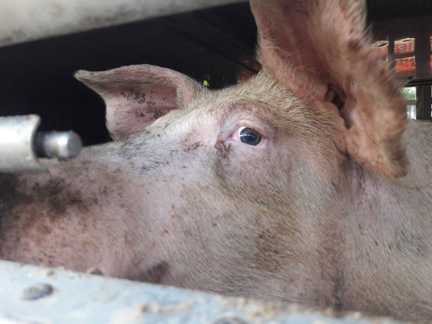 Ein Schwein schaut aus dem Fenster eines Lastwagens, mit einem metallischen Objekt im Vordergrund und Bäumen im Hintergrund, das besorgt wirkt.