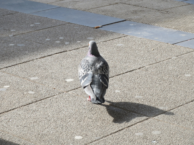 Eine Taube mit grauen und weißen Federn steht wachsam auf einer Stadtstraße, Flügel gespreizt, als würde sie gleich fliegen, Blick nach rechts mit gefächerten Schwanzfedern.