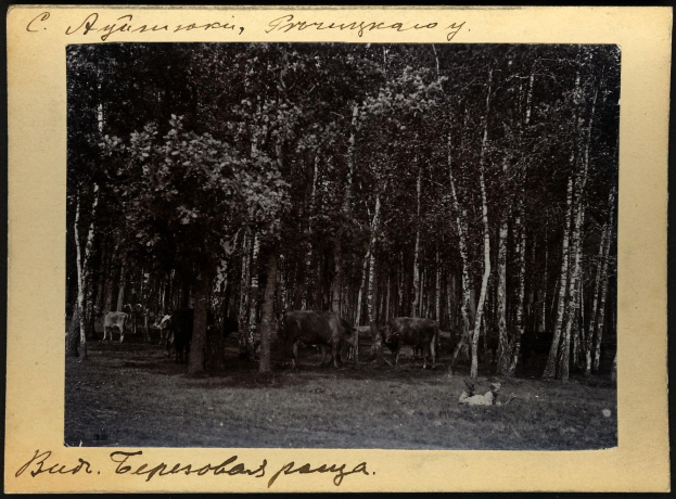 Schwarzes und weißes Foto einer Herde von Kühen, die auf einer bewaldeten Fläche grasen, mit Bäumen und Text am unteren Rand.