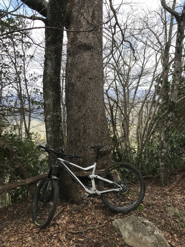 Ein Mountainbike neben einem Baum in einem bewaldeten Gebiet mit Felsen und trockenen Blättern auf dem Boden, umgeben von Bäumen unter einem klaren blauen Himmel.